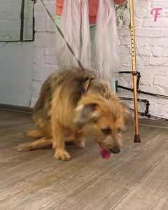 60K views · 418 reactions | Une femme a sauvé un chien et a été récompensée par un nouveau look époustouflant. | Fabiosa France | Facebook