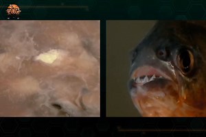 106K views · 3.2K reactions | Red-bellied piranha [हिन्दी डाक्यूमेंट्री] #discovery #wildanimals #nature #documentary #purenaturehdtv | Pure Nature HDTv | Facebook