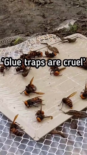 38K views · 145 reactions | Her huge head got stuck ☠️ Protecting...