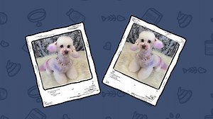 This level of opulence definitely defines cute! Vote for your favorite pet! 3 winners in every category will win coupon codes! All-star pets who won majoriy of the categories will win additional coupon codes and a bandana! #PetShedVirtualPetShow #PetShow #OnlinePetShow #Cute #CutestPetonCamera #Cat #Dog #Pet | Pet Shed | Facebook