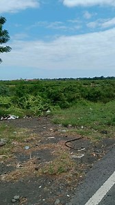 Kondisi kawasan yang rencananya digunakan Pusat Kesenian Bali (PKB) di Kabupaten Klungkung (Jalan Bypass Ida Bagus Mantra). Lokasinya sudah kembali rimbun ditumbuhi pepohonan dan tanaman liar. #infoamlapura #karangasem #bali | Info Amlapura