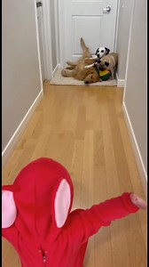 5M views · 88K reactions | Momento juguetón del bebé con perros Un...