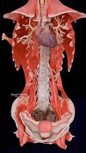 Our Incredible Anatomy | Heart & Uterus 🫀 . . . . #pregnancy #baby #anatomy #heart #pregnant #medicina #doctor #माहवारी #月経 #임신 #妊娠 #gravidez #fetal #love #Childbirth #femalemodel #Female #babyboy #babylove #babygirl #vaginal #uterus #human #female #ReproductiveSystem #ovaries #vulva #женщины #матка #útero | Smart Doctor Plus