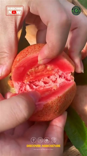 66K views · 65 reactions | Curious to see what's inside this pink guava fruit? Let's unlock the secrets hidden within its delicate skin. From its vibrant hue to its sweet aroma, each layer invites us on a sensory exploration. Join me in discovering the beauty that lies beneath as we unravel nature's delicious surprise together!  #FruitExploration #PinkGuavaPerfection #guava #pinkguava #pink #fruit #fruits | Discover Agriculture | Facebook