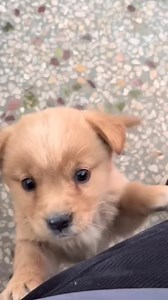 If you also love animals, then 👍 bottom on the right 🤗💛 | Delicious Soul Food Recipes