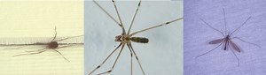 A Tale of Three Daddy Long Legs - UF/IFAS Extension Manatee County