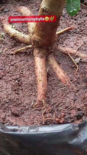 2.2K views · 354 reactions | learn root program  #respect #learnbonsai #bonsaitree #premnamicrophylla #tips #tutorial | Wirath | Facebook