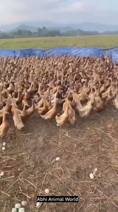 2.5K views · 18 reactions | Duck farming in Thailand | Abhi Animal World | Facebook
