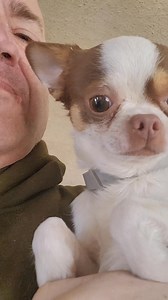 82K views · 3.4K reactions | Happily ever after that cute puppy dog video Chihuahua cutest dog funny dog video adorable dog #creatorsearchinsights #adorabledogs #funnydogvideos #cutedog #chihuahuaadventures #chihuahuaobsessed #chihuahuacuteness #chihuahuanation #ChihuahuaWorld #dogsoftiktok #puppies #chihuahuapride #dog #chihuahualove #cutepuppies #cutepuppy | Philip Chihuahua | Facebook