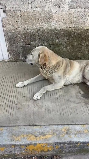 30K views · 1.3K reactions | Actualización Ya esta en veterinaria san...