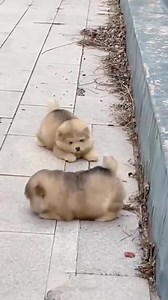 Oops~ IG: @simplicityarchives #cutedogs | LightInTheBox Wedding