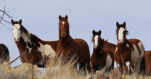 Wild Horse Adoption: June 2025 BLM & NNCC Success – Archyde