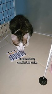 Kali ni kite bagi obell main #kucingkurangupaya #obudarilahirsampaisekarangtaklehjalan #sayangobusokmo #obuolieozzyocieolexoliffobell #catlovers #pencintakucing | Obusayang89