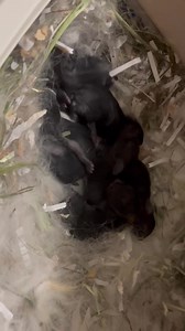 4 day old baby bunnies or kits. Can you hear the noises they make? Not easy to hear with the naked ear, but somehow the video was able to pick up the sounds. Tiny new baby bunnies are very jumpy and as you can see when one moves they all jump. Ears and eyes are closed and they rely completely on their Mother. In 10 to 14 days they will be able to move around much better, their eyes and ears will open and they will get more fur. What you are seeing is mostly the pigment of their skin, not fur. Th