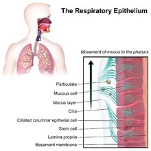What is mucus—and why do we produce it? [2025] | QAQooking.wiki