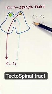 TectoSpinal Tract
