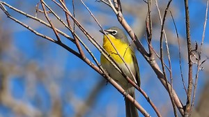 9K views · 943 reactions | Yellow-breasted chat (Icteria virens) | BIRDS & Nature | Facebook