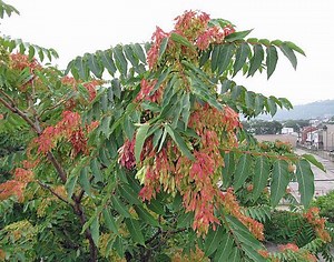 Ailanthus Altissima | Tree of Heaven | 20 Seeds - Etsy