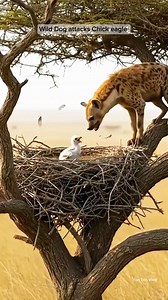 39K views · 154 reactions | Wild Dog attacks Chick eagle #Eagles #wildlife #fblifestyle #dog #uploadlangarawaraw #AlwaysThinkPositive #SafetyFirst #rescue #ForEntertainmentPurposesOnly | Ton Ton Vlog | Facebook