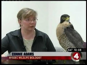 Falcon dive-bombs unwitting pedestrians