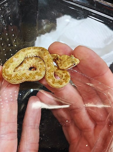Unboxing 3 New Eyelash Vipers | Venomous Snake Reveal