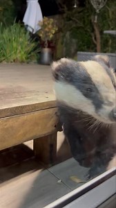 12K views · 1.8K reactions | Window cleaner required in Narnia payment in posh nuts 說❤️ | Mr Lumpy & Friends. | Facebook