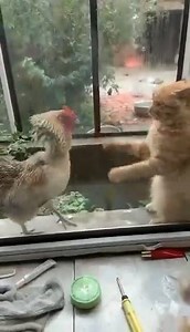 WING CHUN vs. Chicken | WING CHUN