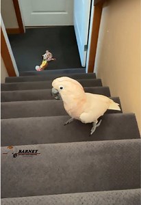 Giraffe Toy for Cockatoo: Barney Goes Down the Stairs Laugh