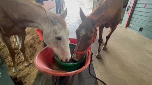 Spice feels better enough to spend some time licking a molasses mineral block with her friend sugar. So far the banamine and stomach meds are keeping her comfortable. We will keep you informed. | Horses Without Humans Rescue Organization