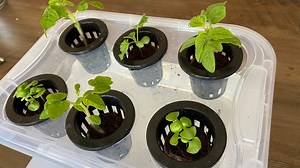 Hydroponic System Desktop Garden Starter Kit - Etsy Canada