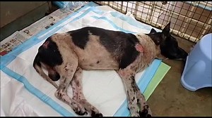 85 reactions · 19 shares | Sg Ramal during the past one month MIAR...