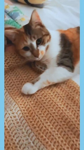 Miss Tilly is not only the cutest face around, but is also a lover of affection and good scritches❣ This sweet girl is FELV and available for adoption on our website~!🐾 • #CatLovers #TTRR #TravelingTailsandRagamufinRescue #CNY #CentralNY #CentralNewYork #FELVCats #FELVPositive #FELVCatsNeedLoveToo #AnimalRescue #FosteringSavesLives #FELVCatsOfInstagram #CuteCats #CalicoCats #CalicoCatsOfInstagram | Traveling Tails and Ragamuffin Rescue