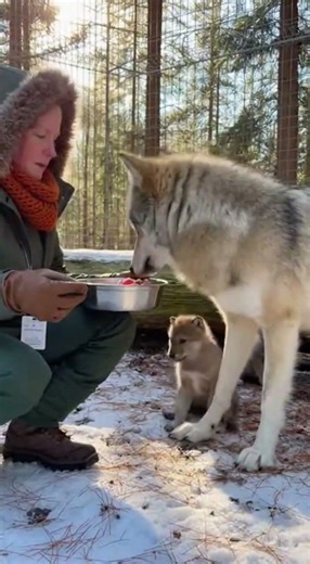 Feeding a Protective Mother Wolf