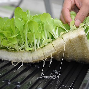 [Hot Item] Hydroponics Seedling Nursery Sponge Agriculture Soil-Less Cultivation Vegetable Plant Sponge