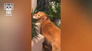 3.7K views · 16 reactions | Guiltiest Dog Ever! #FunniestAnimals #funniestanimalvideos #funnyanimals | Marvin Mason | Facebook