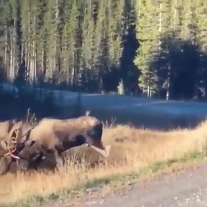 72K views · 1.4K reactions | Let’s Get Ready To Rumble! Video Taken By @heavenat10k On Instagram. | The Alaska Frontier | Facebook