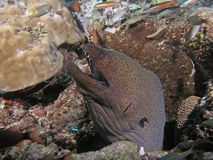 15K views · 590 reactions | We saw an exceptional event on Stella Maru. A giant moray and Peacock grouper hunting together. | Ocean Spirit Scuba Diving Mauritius | Facebook