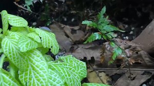 We have decided to let go of this lovely Adult Crested Gecko Female.  She is a Dalmatian with White Knees, just over 2 years old & a proven breeder. #crestedgecko #crestedgeckos #crestedgeckosofig #crestedgeckosofinstagram #gecko #geckos #geckolife #geckogram #correlophusciliatus #dalmatiancrestie #lizard #lizardlife #lizards #reptile #reptiles | Exeter Exotics | Facebook