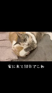 保護猫ワカメ｜新しい家で10日で馴染んだ様子
