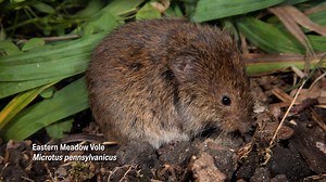 Voles are usually unwanted guests in the vegetable garden. Shana Williams explains that the best natural method to get them to leave involves using their sense of smell. Create a soapy solution with peppers or garlic to spray in the garden or use the scent of predator urine around the edges of your beds. Follow Shana at Williams City Farms! | Virginia Home Grown