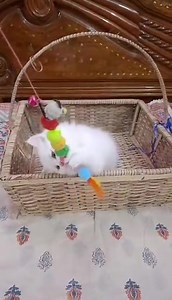 Persian kitten Gender: Female Age: 2month Potty trained on litter Deworming done ✅ Contact Number:01902930401 Whatsapp Number:+8801902930401 | Animals point BD | Facebook