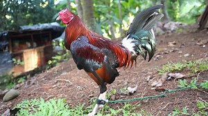 94K views · 10K reactions | Blueband Kelso Stag | Twin Brothers Gamefarm | Facebook