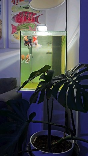 6.2K views · 153 reactions | These guys ALWAYS want food! No matter...