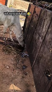 6K reactions · 18 comments | Raat bhar gud chate rahe or subah......鸞 . . . . #viralreels #viralsong #newtrend #viralreels | Ïmrãñ Boss | Facebook