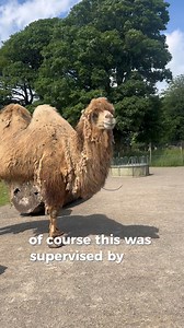 6K views · 50 reactions | Clean up time!  #cleanup #gardeningjobs #zookeeperlife | Manor House Wildlife Park | Facebook