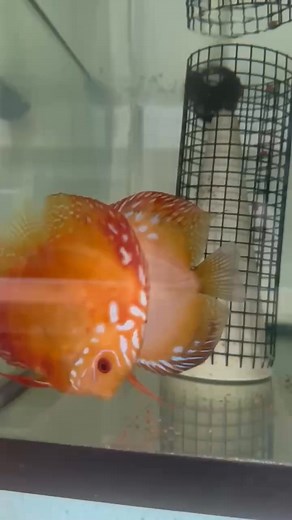 Discus Hans USA on Reels