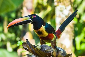 Fiery billed aracari - Alchetron, The Free Social Encyclopedia