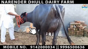 43K views · 2.5K reactions | Super Murrah at a Farmer’s Home  | Sansaniwal Dairy Farm | Facebook