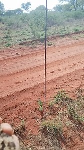 229K views · 1.8K reactions | Klink my die Gompou Ma rook omtrent 80 Lexintons ‘n dag! #wild #birds #mother #chicks #calling #love #angrybirds #whistle #gamefarms #farmers #viral #viralreels #facebookreelsviral #viralreelsfacebook | Matie van Graan | Facebook