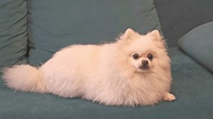 clip-3732437515-white-fluffy-pomeranian-dog-lying-on-sofa